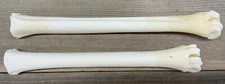 2 Pronghorn Antelope Leg Cannon Bones Metacarpal Metatarsal