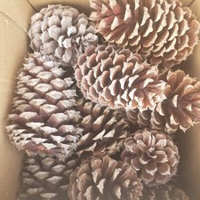 Pine Cone Lot Of 25 Untreated Home Decor Crafts Wreaths Approx 4-5"