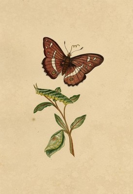 Lila Kaiser Motte & Raupe Studie Aquarell Gemälde um 1810 J. McA