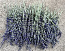 50 STEMS AT LEAST ORGANIC AIR DRY LAVENDER FLOWERS