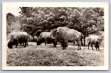 Catskill Game Farm, NY. Bison Herd Grazing in Pasture. Photo Postcard