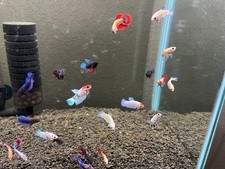 Live Betta Fish - 5 Female Halfmoons