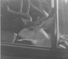 1958 Buck Deer Antlers Through Car Window Hunting Nature Automobile Wildlife 1958 Buck Deer Antlers Through Car Window Hunting Nature Automobile Wildlife