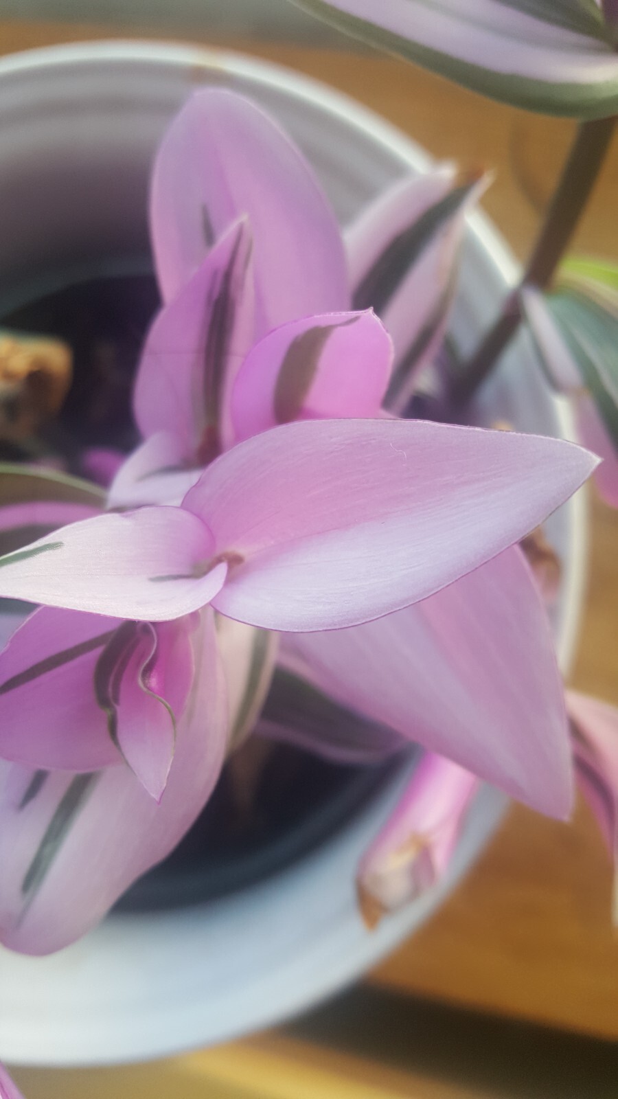 Tradescantia Variegata Sweet Sweetness, Nanouk, Pink Furry, rama con raíces