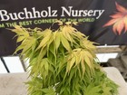 Acer palmatum 'Mayday' Rare Japanese Maple 1 Gallon — photo 4