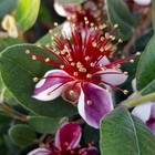 Fruit Tree, Pineapple Guava, Evergreen, Exotic Blooms, Tropical Fruit, 2-3L Pot