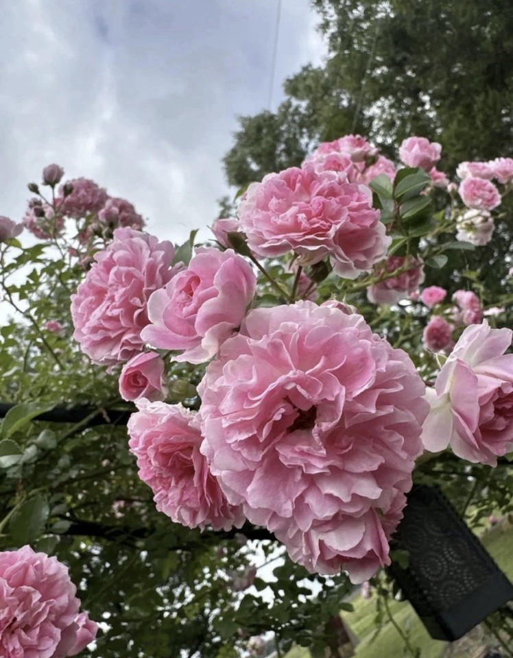 Pink Rotted Roses Rooted Live PINK Pine ROSE BUSH HEIRLOOM CLIMBING Roses | eBay
