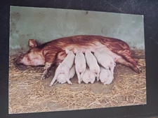 postcard Feeding time Capel Manor Educational Farm Tamworth sows piglets England