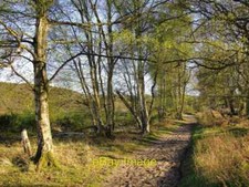 Photo 6x4 Thursley Common: bridleway by Parish Field (5) Here running bet c2016