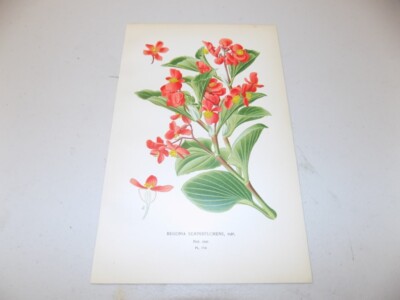 1897 Antique Floral Print  / WAX BEGONIA, or, BEGONIA SEMPERFLORENS