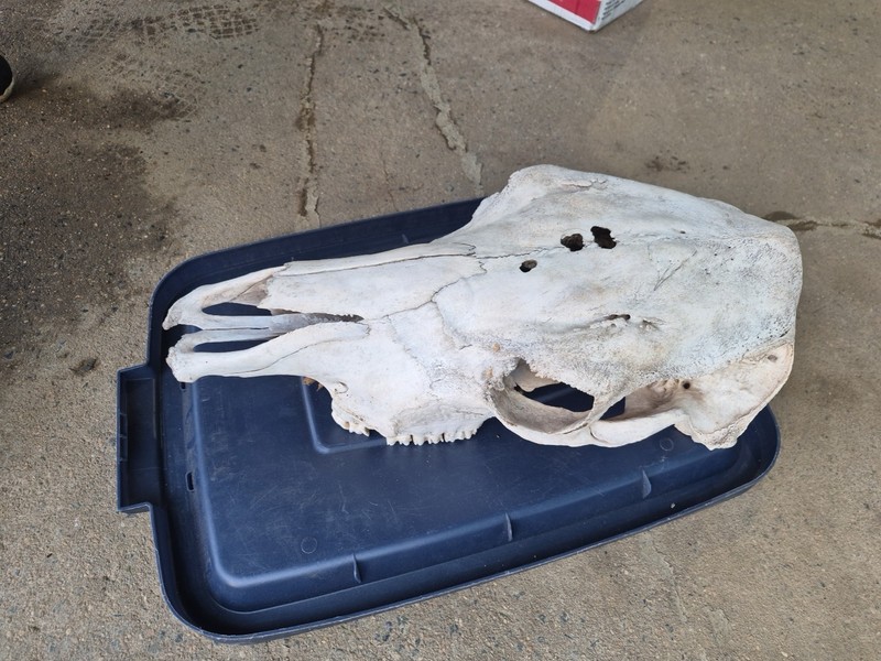 Large Animal Skull
