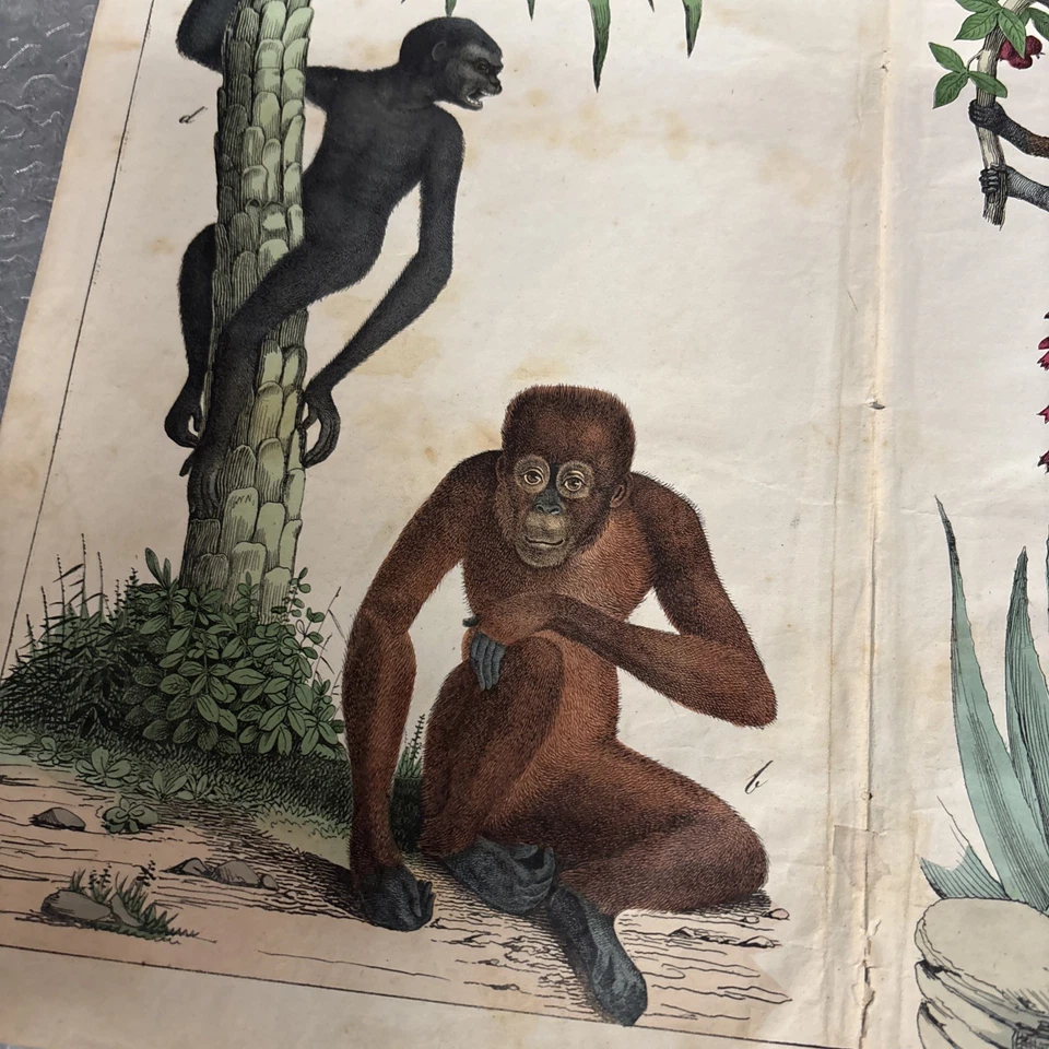 Lote de 6 impresiones de naturaleza coloreadas a mano libro Tearouts Foto 3 de 4