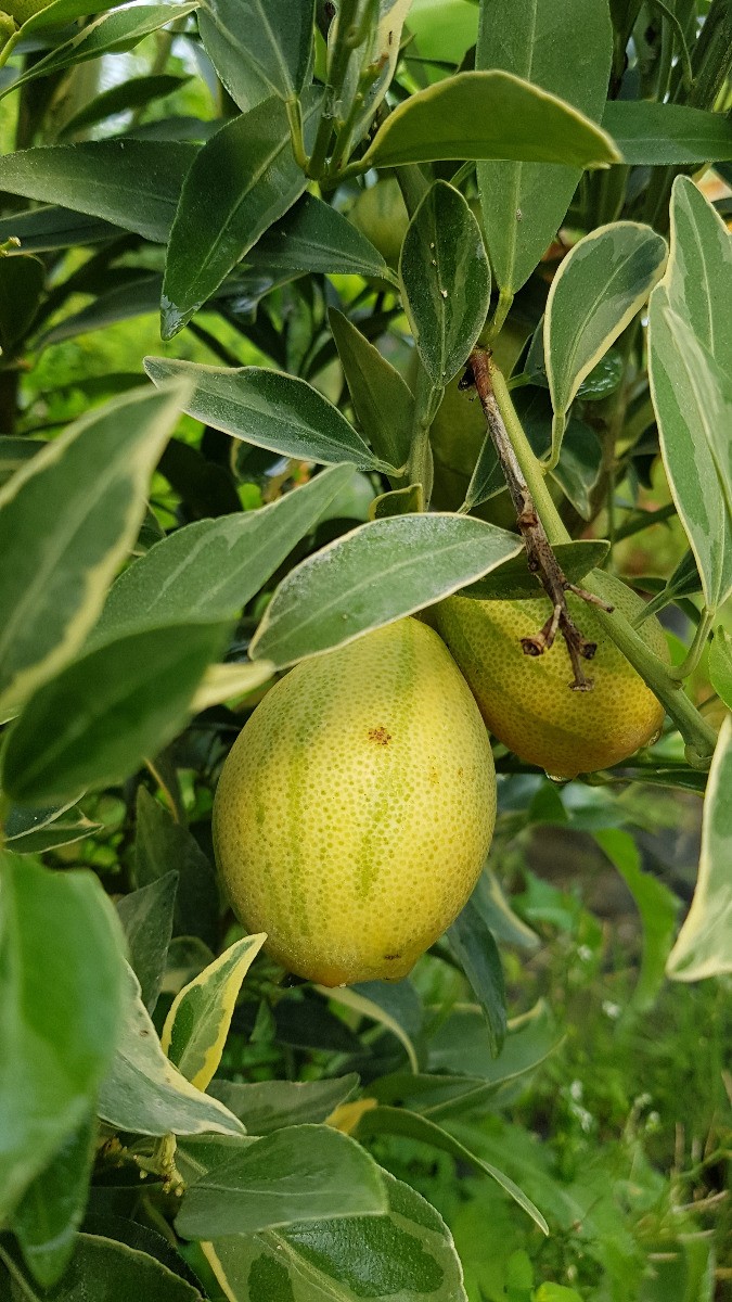 Orangequat Centennial greffé sur PT arbuste fruitier rustique résistant au gel