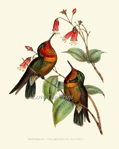 Hummingbird Prints Wall Art Set of 2 Beautiful Antique Vintage Unframed - Picture 7 of 7