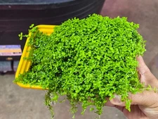 Monte Carlo - Live Aquatic Freshwater Plants - Carpeting Plants