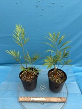 Cycas debaoensis Temperate Cool To Warm Growing Cycad 5.5” Pot