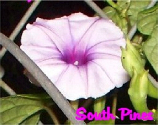 showmore moonflower 激レア showmore moonflower 激レア Amazon.com : TomorrowSeeds - Moon