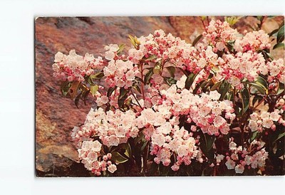 Postcard Mountain Laurel in Full Bloom