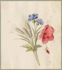Antique Drawing-A study of a bouquet of flowers-Red Poppy-Anonymous-ca. 1860