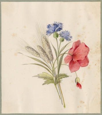 Antique Drawing-A study of a bouquet of flowers-Red Poppy-Anonymous-ca. 1860