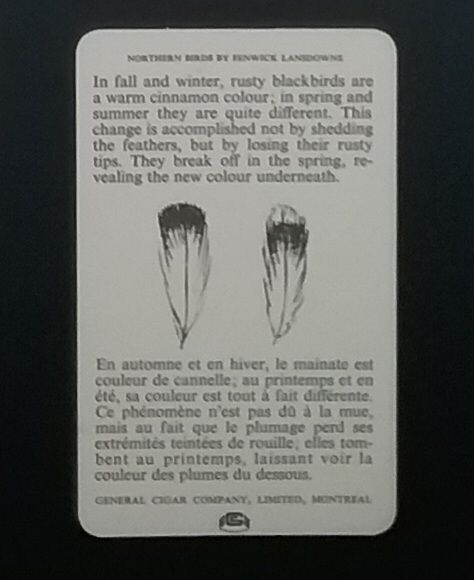 General Cigar Company Trading Card - No. 11 Rusty Blackbird - Card 1