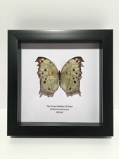 The Forest Mother of Pearl (Salamis parhassus) Butterfly in Box Frame Taxidermy