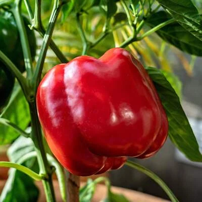 SEEDVILLE USA 150 BIG RED Bell PEPPER Sweet Capsicum Annuum Vegetable Seeds