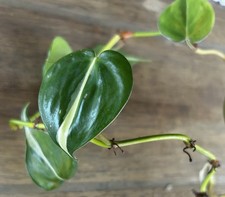Philodendron Silver Stripe Variegated Heart Leaf Cutting Nodes Pre-rooted