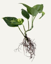 Efeutute aureum Ableger bewurzelt Epipremnum bereit zum Einpflanzen 20-25cm