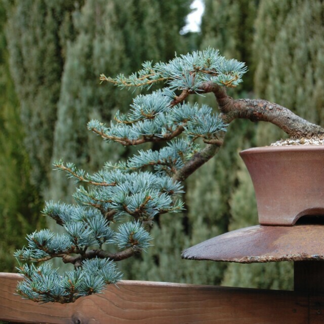 20 Blue Spruce Bonsai Tree Seeds for Planting Popular Coniferous