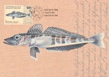 2006 AAT Mackerel IceFish POSTCARD Maxicard Cancelled in Kingston, TAS