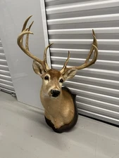 Whitetail Buck Virginia Deer Mounts