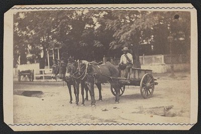 [Unidentified African American man driving cart pulled by three mules]