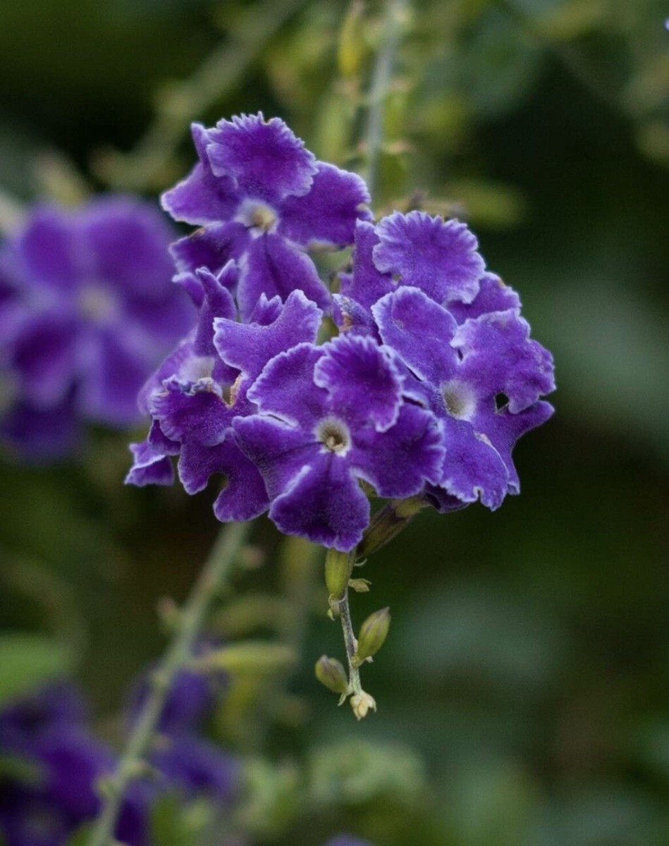 Duranta Erecta, Golden Dewdrop, Pigeon Berry - 25 seeds 2025 - USA