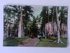Postcard - Cranbrook, Angley Wood (250754)