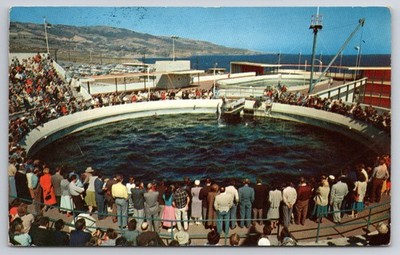 Marineland of the Pacific Porpoise Feeding Show Palos Verdes CA 1958 Postcard