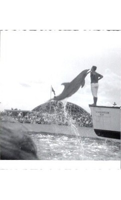 1965 Miami Seaquarium Dolphin Show Photo-Geodesic Dome & Spectators Snap