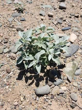 Brittlebush Seeds (Encelia farinosa) - 200 Seeds