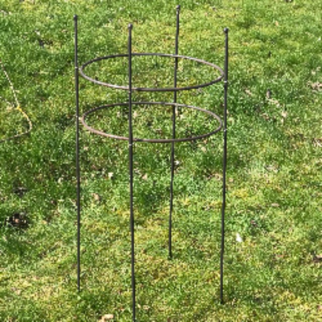 Garden Metal Plant Supports Rod Ring Hoop Rusted Style 500mm High X 600mm Wide for sale online
