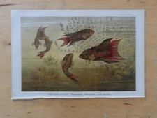 Orig.(1888) Chromolithographie Grossflosser Paradiesfisch