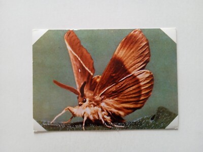 BUTTERFLIES MAMMALS REPTILES FIGURE B.M.G. 1975 QUERCUS n 22 WITH VELINA