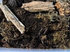 200 Temperate springtails