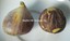 ITALIAN-FIG-2-CUTTINGS-MEDICI-HR-black-fig-N-1