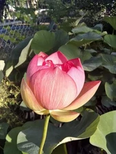 1 Pink Pretty Princess  Payton Lotus Tuber-No Pond-No Prob! Free Shipping