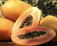 Papaya Seeds Carica Lechosa 100 Seeds Organic Fruit