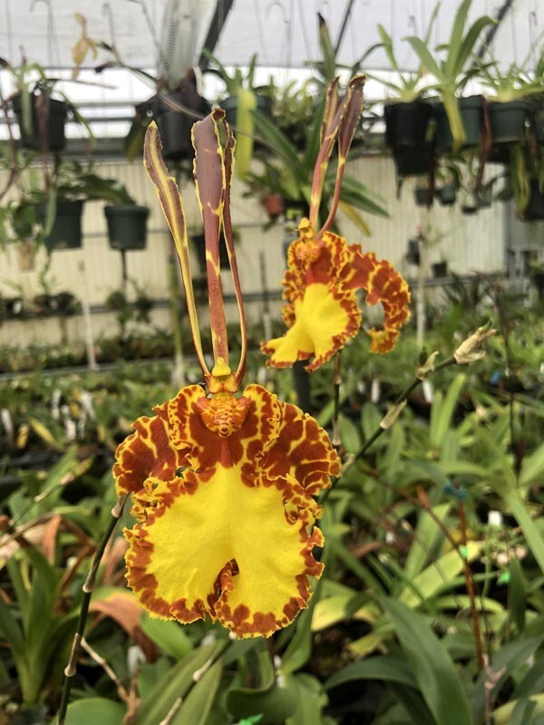 BUTTERFLY ORCHID HYBRID Mariposa BLOOMING SIZE - IN SPIKE 4 inch pot