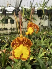 BUTTERFLY ORCHID HYBRID Mariposa BLOOMING SIZE - IN SPIKE 4 inch pot