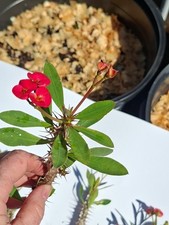 Euphorbia Milii Bush Variety Crown of Thorns CUTTING BRIGHT PINK 6" Plant Qty 1