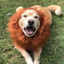 Lion Mane Dog Costume Fits Medium/Large Dogs Neck Size 19-29 Inch