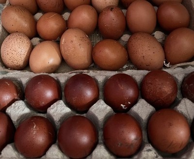 18+ Barnyard Mix Hatching Eggs , Brown Laying Breeds W/ Blk Copper Marans Roos.